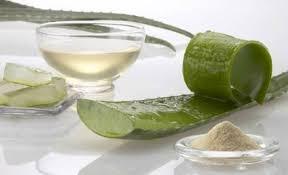 Aloe Vera Gel and Powder Manufacturing Plant