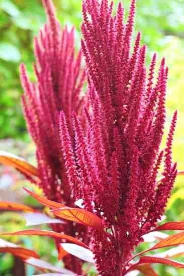 Amaranthus Processing Unit