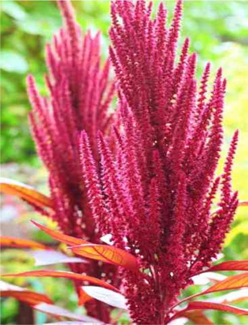 Amaranthus Processing Unit