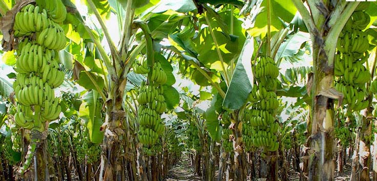 Banana Cultivation