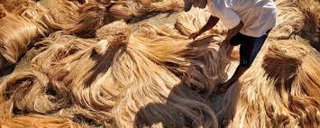 Banana Fibre Yarn Extraction Plant