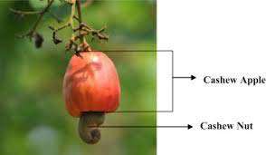 Cashew Apple Syrup Manufacturing Unit