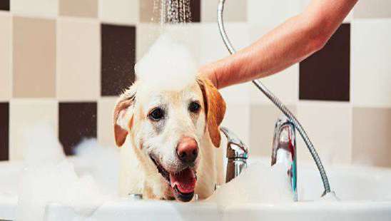 Dog Grooming Centre