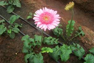 Gerbera Cultivation
