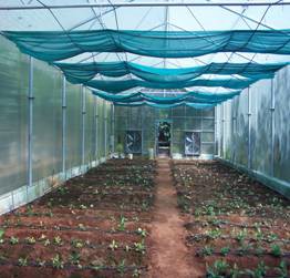 Gerbera Cultivation