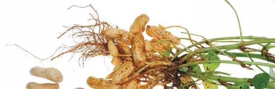 Groundnut Processing Unit