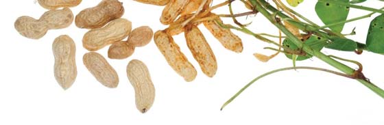 Groundnut Processing Unit