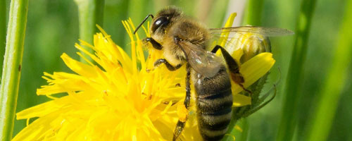 Honey Bee Farming