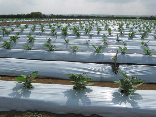 LLDPE Agricultural Mulch Film Unit