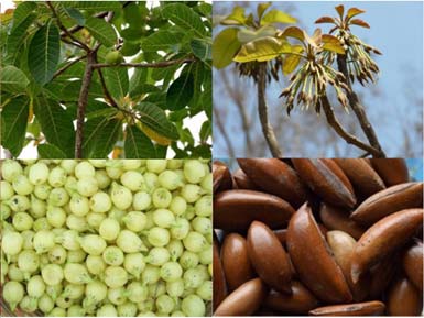 Mahua Flower Jam Making Unit