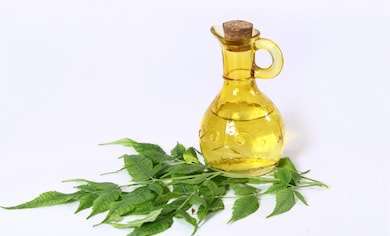 Mini Neem Oil Plant