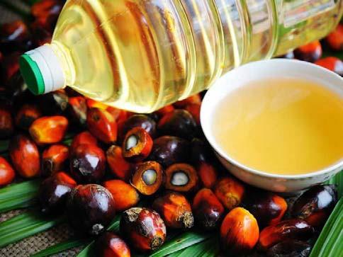 Palm Oil Processing Unit