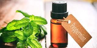 PEPPERMINT OIL MANUFACTURING UNIT
