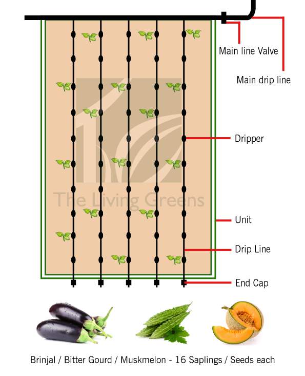 Rooftop Farming Business